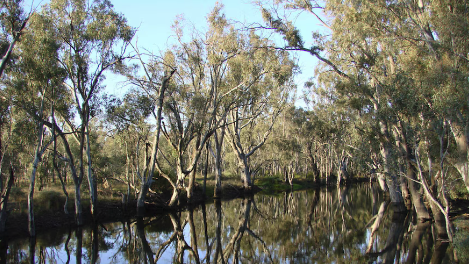 ABC ESG Forrest and river